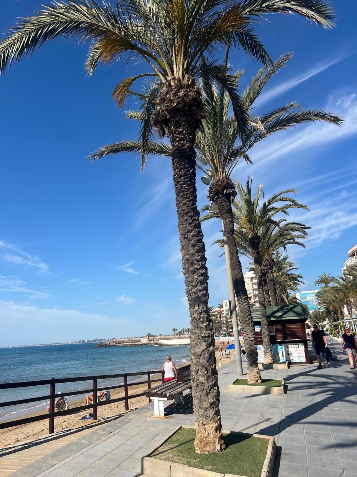 Appartement Torrevieja Alicante Eksteriør billede